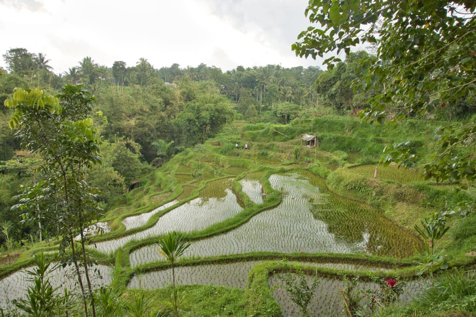 Dira Bungalows Tetebatu Exterior photo